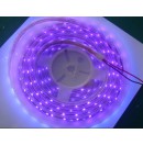Flexible / Strip à led - 60 leds au mètre - RGB + UV - 24V IP67 - PCB Blanc - 5m (Neuf)